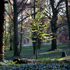 Little Leaf Linden Tree