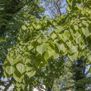 Little Leaf Linden Tree