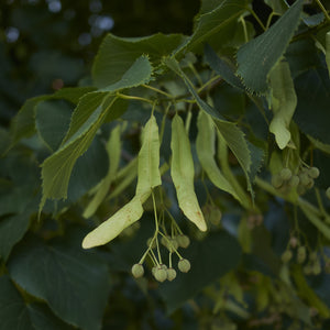 Little Leaf Linden Tree