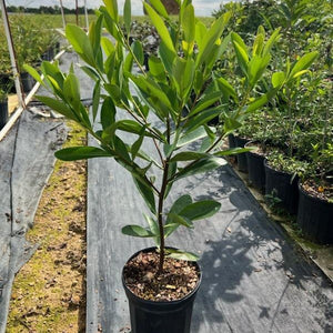 Loblolly Bay Tree