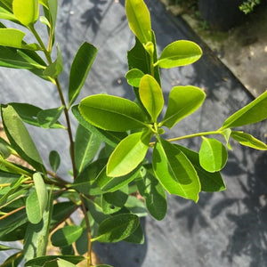 Loblolly Bay Tree