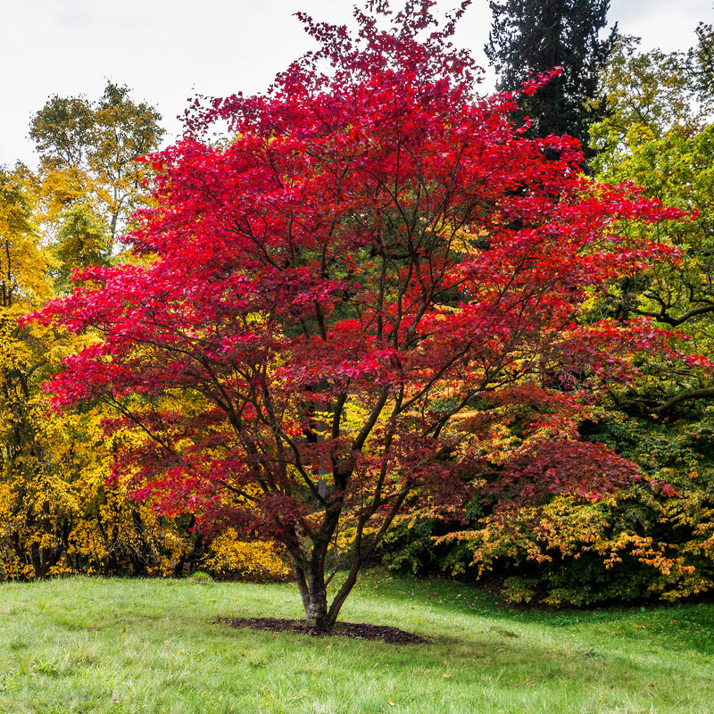 Green Leaf Japanese Maple – Green Thumbs Garden