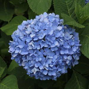 Nikko Blue Hydrangea Bare Root