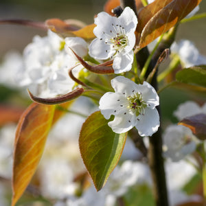 Chojuro Pear Tree