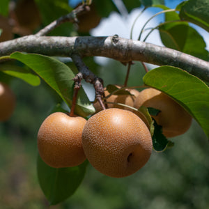 Chojuro Pear Tree