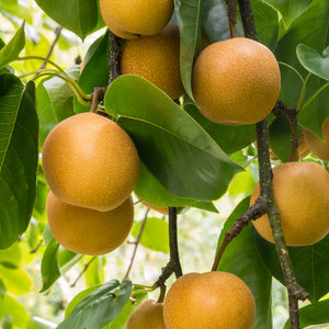 Shinko Asian Pear Tree
