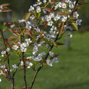 Shinko Asian Pear Tree