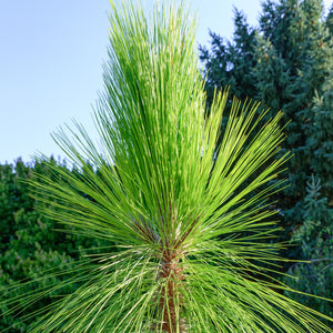 Longleaf Pine Tree