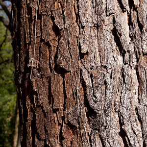 Longleaf Pine Tree