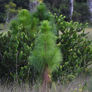 Longleaf Pine Tree