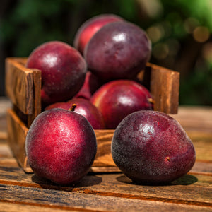 Spring Satin Plumcot Tree