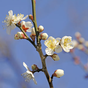 Spring Satin Plumcot Tree