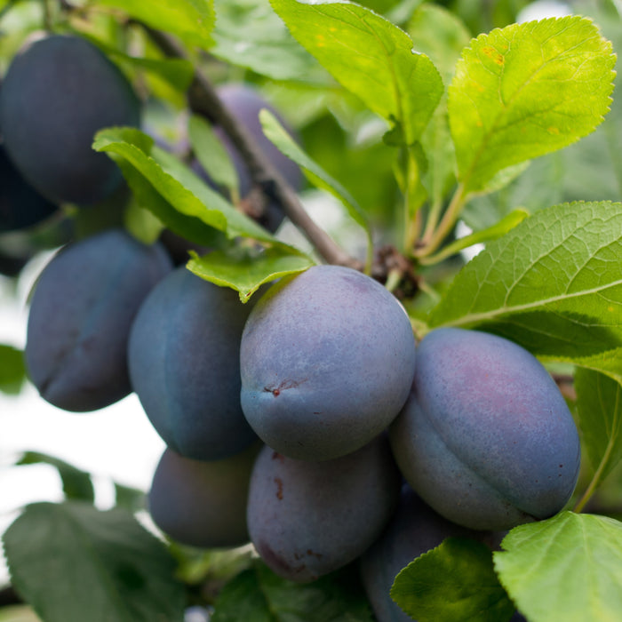 Stanley Plum Tree