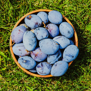 Stanley Plum Tree