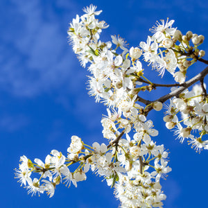 Stanley Plum Tree