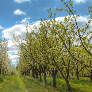 Stanley Plum Tree