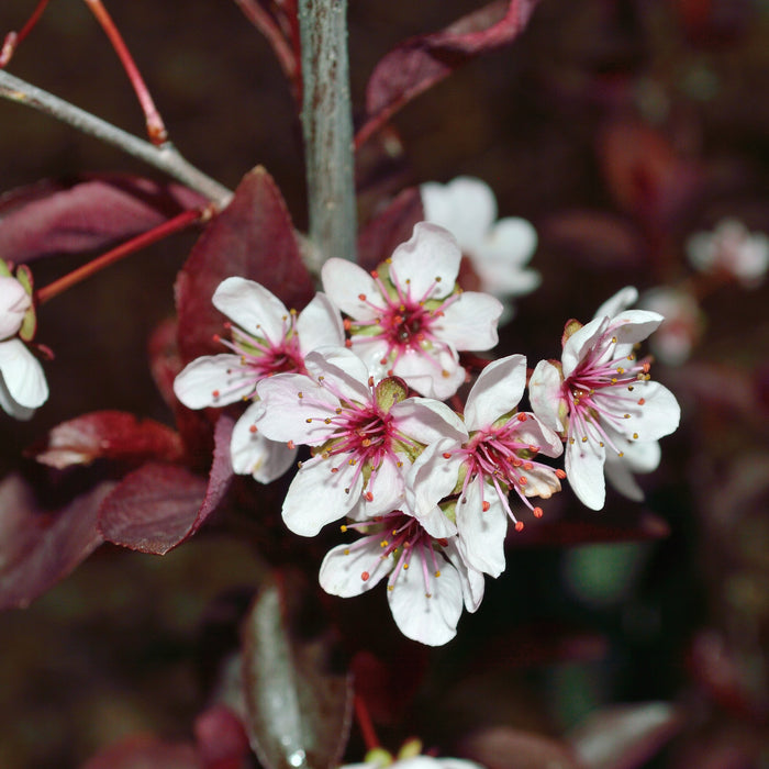 Cistena Plum Tree