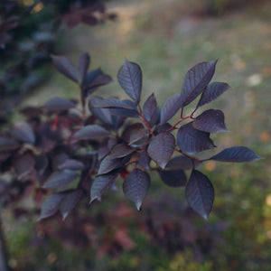 Cistena Plum Tree