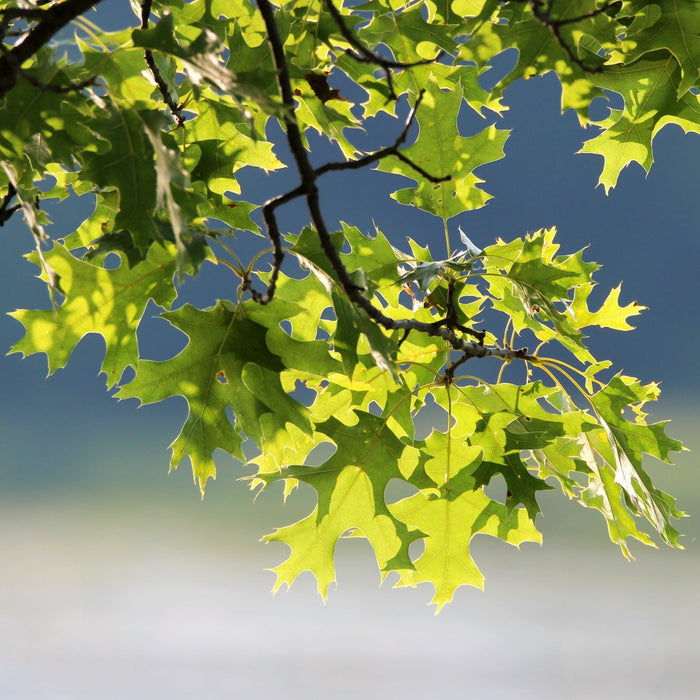 Pin Oak Tree Seedling