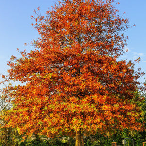 Pin Oak Tree Seedling