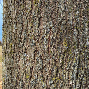 Pin Oak Tree Seedling