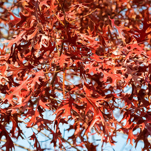 Pin Oak Tree Seedling