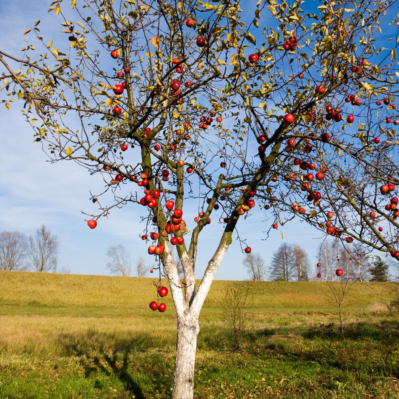 Red Delicious Apple Bare Root – Green Thumbs Garden