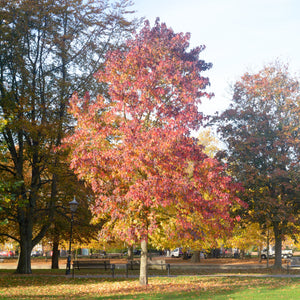 American Sweetgum Bare Root