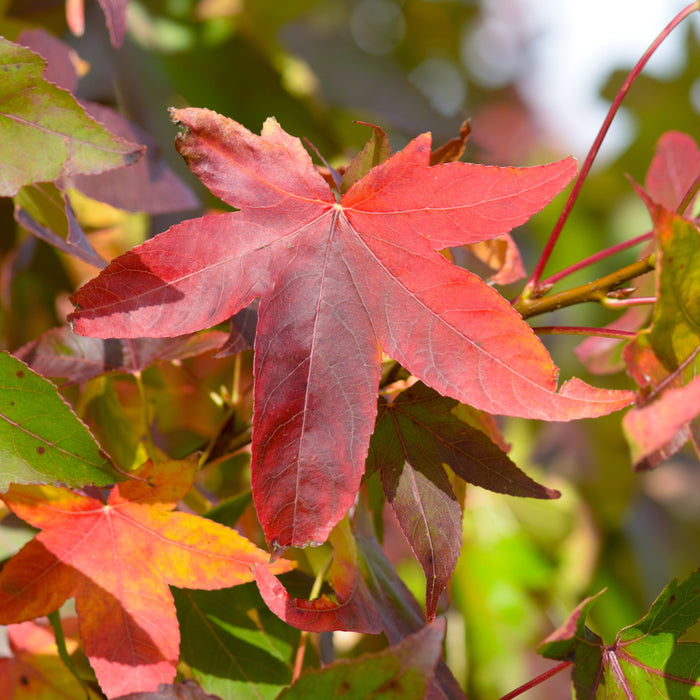 American Sweetgum Bare Root