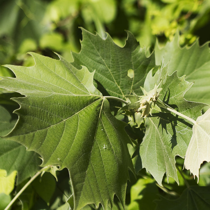 American Sycamore Tree