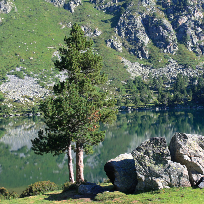 Table Mountain Pine Tree