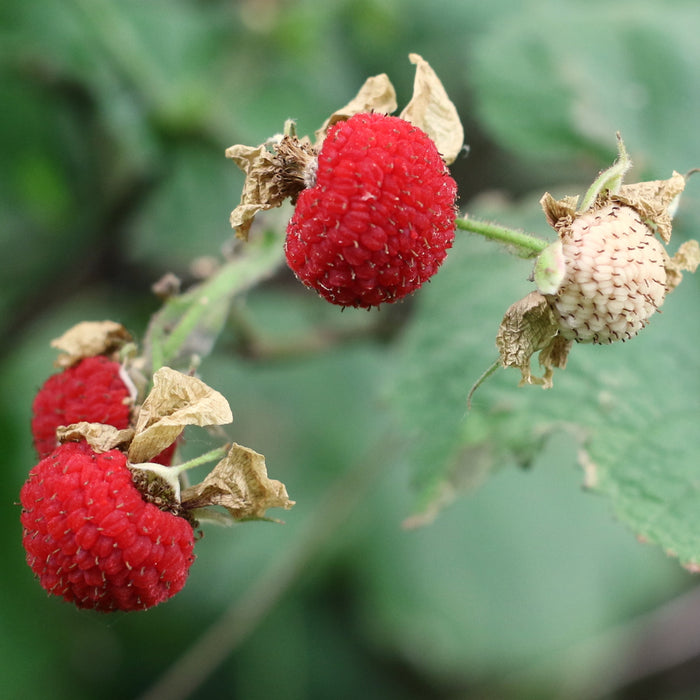 Thimbleberry Bush