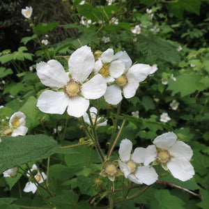 Thimbleberry Bush