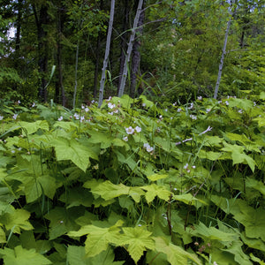 Thimbleberry Bush