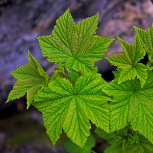 Thimbleberry Bush