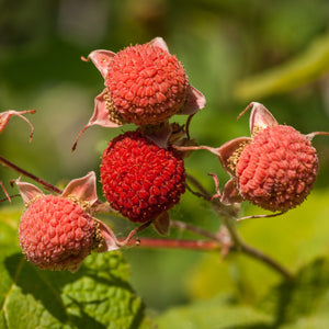 Thimbleberry Bush