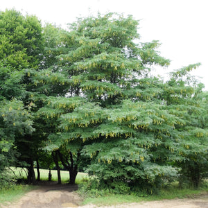 Honey Locust Tree