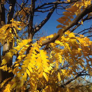 Honey Locust Tree