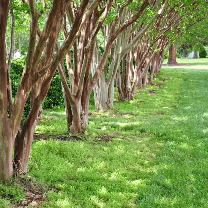 Southern Wax Myrtle