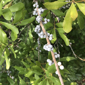 Southern Wax Myrtle Tree