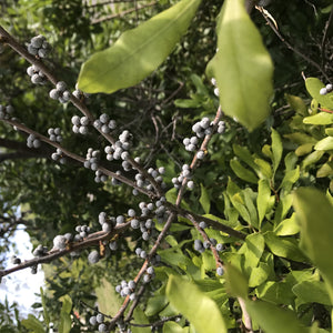 Southern Wax Myrtle