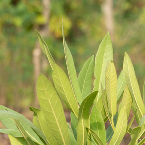 Southern Wax Myrtle Tree