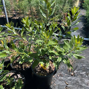 Southern Wax Myrtle