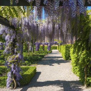 Purple Wisteria