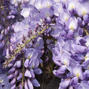 Purple Wisteria