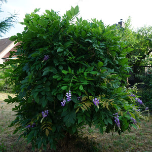 Purple Wisteria