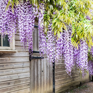 Purple Wisteria