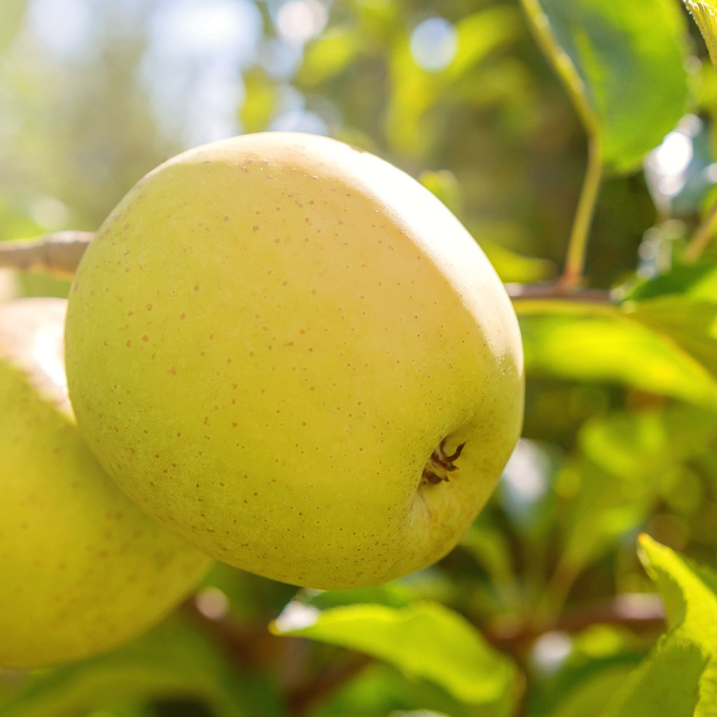 Yellow Delicious Apple Bare Root – Green Thumbs Garden