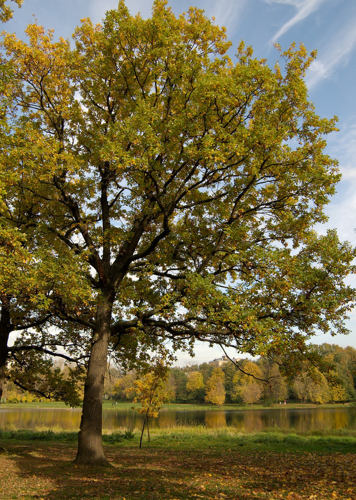 Cherrybark Oak Tree