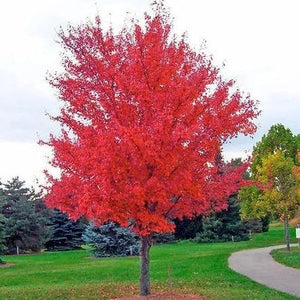 Autumn Blaze Maple Bare Root